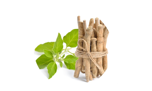 Adaptogens for Stress and Energy Balance 2 A bundle of light brown, cylindrical sticks tied with natural twine, accompanied by a sprig of small green leaves with oval-shaped foliage, all set against a plain white background.