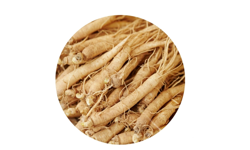 Adaptogens for Stress and Energy Balance 5 A circular frame highlighting a cluster of light brown, wrinkled ginseng roots with fine tendrils, set against a plain white background.