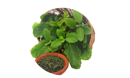 Adaptogens for Stress and Energy Balance 4 A terracotta pot with vibrant green, broad-leaved plants featuring serrated edges, accompanied by a smaller terracotta bowl filled with curly, dark green dried herbs, all set against a pure white background.