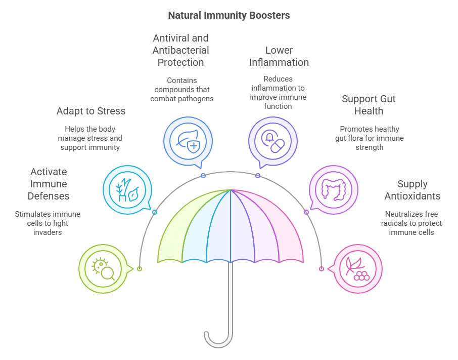 Plant-Based Medicine for Immune Support: Natural Ways to Stay Strong and Resilient 1 An umbrella is Showing as a symbolic protector of Immune system of human body.