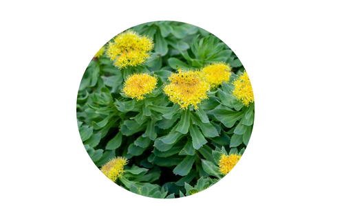 Adaptogens for Stress and Energy Balance 3 A circular frame showcasing a vibrant cluster of bright yellow, spherical flowers surrounded by dark green, serrated-edged leaves, set against a stark white background.