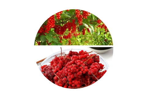Adaptogens for Stress and Energy Balance 7 Two circular images: The top shows a lush green bush laden with clusters of small, round, bright red berries. The bottom features a clear glass bowl filled with the same vivid red berries, some still attached to thin brown stems, set against a stark white background.
