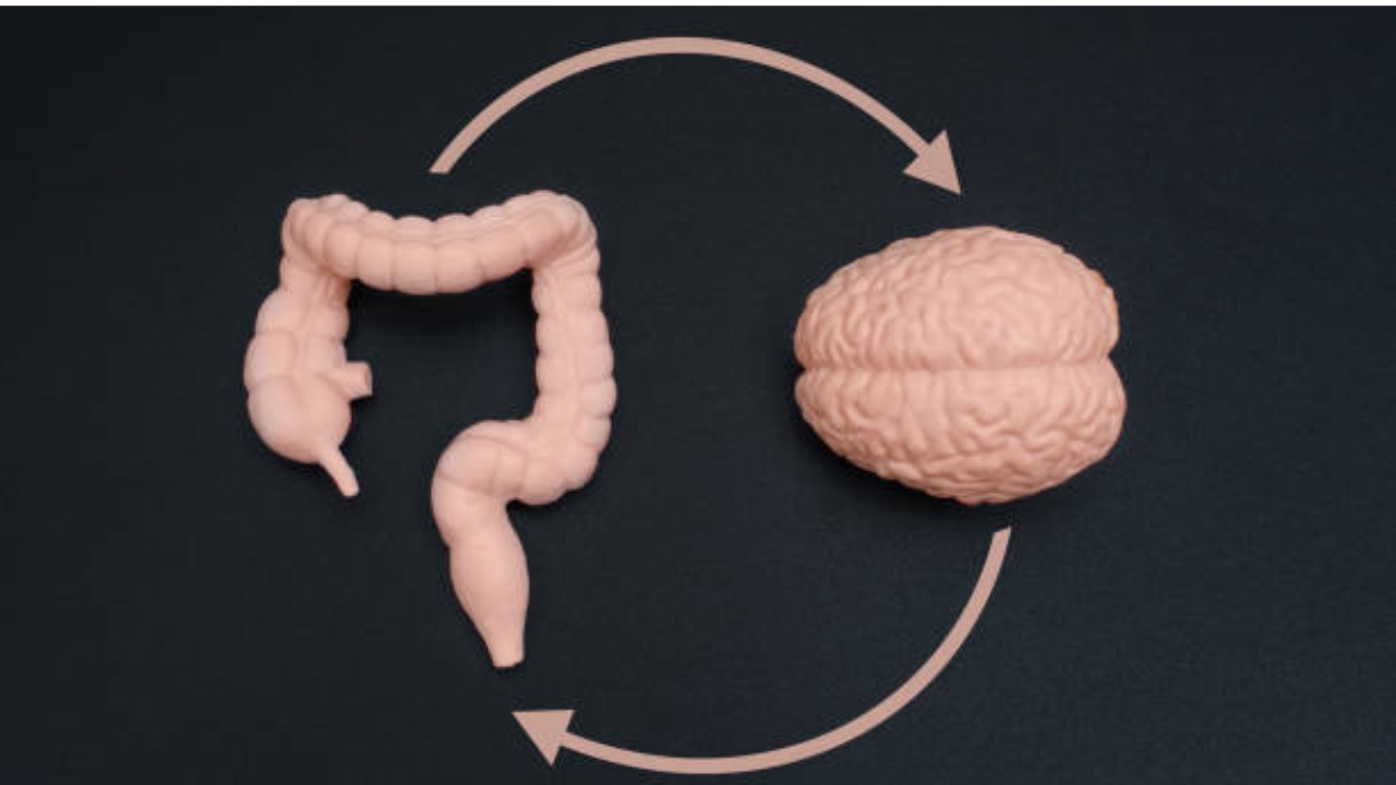 Two arrows showing The Gut Health and Mental Wellness Connection.