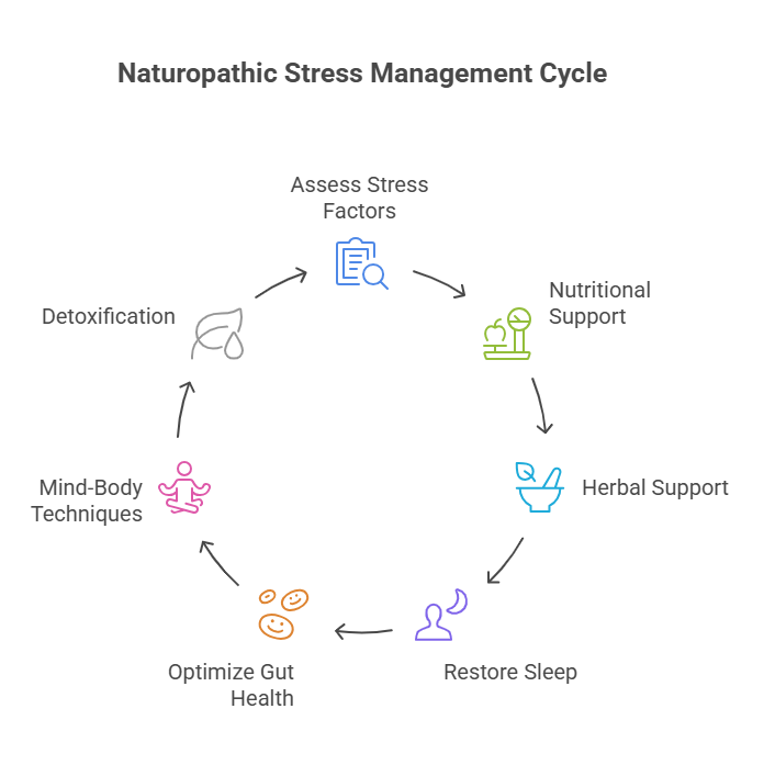 A circular diagram titled "Naturopathic Stress Management Cycle" illustrating a holistic approach to stress management. The cycle begins with "Assess Stress Factors," symbolized by a clipboard and magnifying glass. Moving clockwise, the subsequent stages are "Nutritional Support," represented by fruits and vegetables on a stand; "Herbal Support," depicted by a mortar and pestle; "Restore Sleep," shown as a figure sleeping under the moon; "Optimize Gut Health," illustrated by smiling digestive system icons; "Mind-Body Techniques," represented by a figure in a meditative pose; and finally, "Detoxification," symbolized by a water droplet and leaf. Arrows indicate the cyclical flow between these stages, emphasizing an interconnected approach to managing stress naturally.
