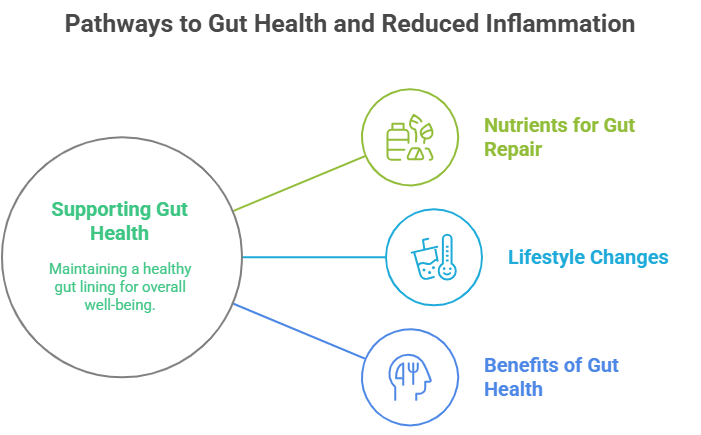 The Gut-Brain Axis: A Barrie Naturopath’s Guide to Holistic Healing 4 Infographic on supporting gut health for reduced inflammation via nutrients for repair, lifestyle changes, and benefits.