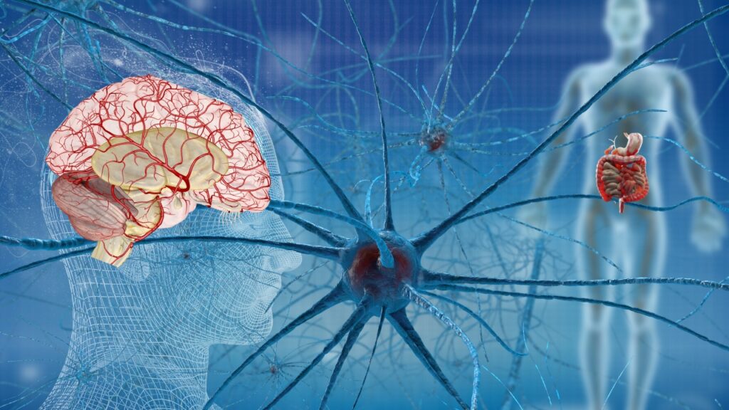 Illustration of The Gut-Brain Axis showing the human brain (red with blood vessels) connected to the gastrointestinal tract (orange) via blue neural pathways. Transparent body outline with blue background and network lines.